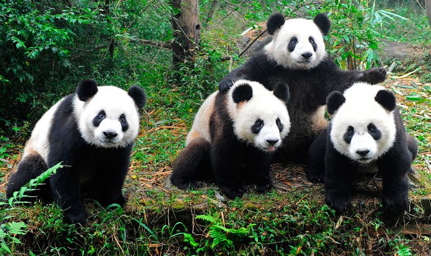 panda的相关图片